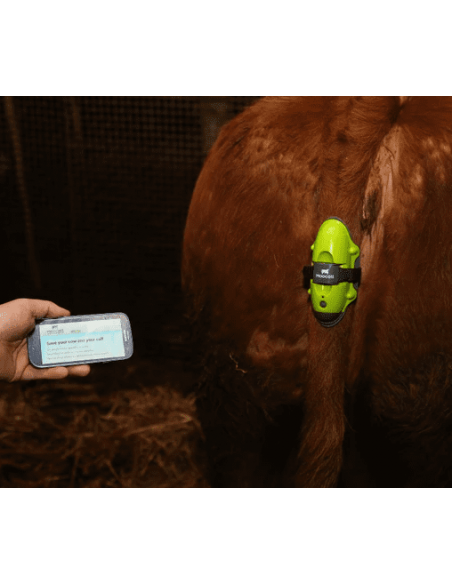 MOOCALL CALVING MONITOR / SENSOR