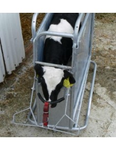 GIBNEY CALF DEHORNING... 2