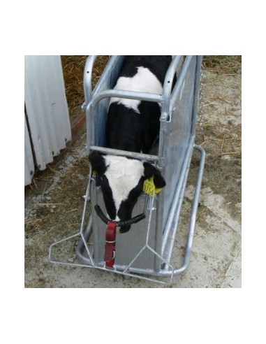 GIBNEY CALF DEHORNING WHEELS + OPENING