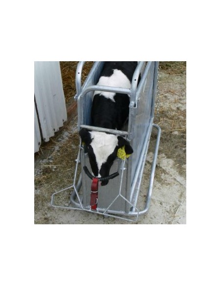 GIBNEY CALF DEHORNING WHEELS + OPENING